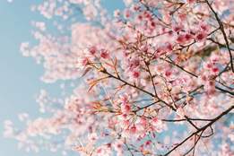 cherry blossoms